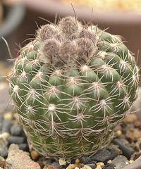 ������ڶ�����