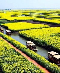 看油菜花,除了去婺源还能去这里~