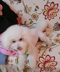 ������ֻ������