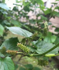 ���ϵļ��ڵ�����