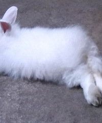 �����¡�+һֻ���������