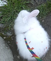 �����¡�+һֻ���������