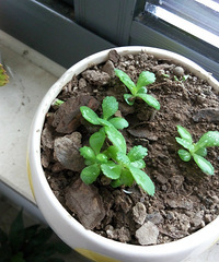 �칫����������ɫֲ��