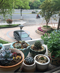 ��ţ�ĵ����ҵĴ�̨Ҳ��С��԰��