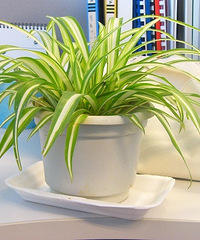 ��ɹ�칫����ֲ�������ƺͽ��ĵ���