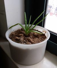 ��ɹ�칫����ֲ��+���õ�С�ɰ���