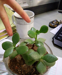 ��ɹ�칫����ֲ��+���õ�С�ɰ���