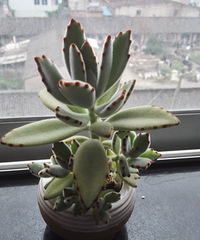 ��ɹ�칫����ֲ��+������������������