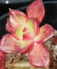 һ֦���ҷ�������Ҳ��次�