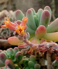 һ֦���ҷ�������Ҳ��次�