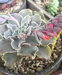 ���⻨��Ȧ����