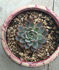 ���⻨��Ȧ����