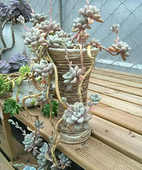 ���ٸ����ü��������������������