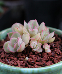 ��һ�ֶ������С��¸ҡ�