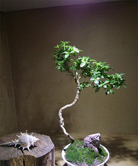 ����һ������ѩ