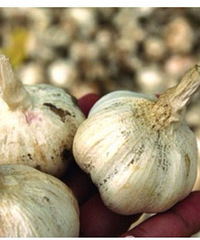 Ͷһ�������׬һ���� ������ݡ�Ϊ���־�������