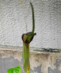 ����ͷ�е�����