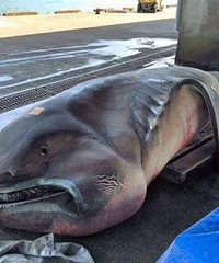 �ձ����񲶻񺱼��������㣬����5��