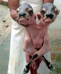 ���׳����ֲֿ�˫ͷ��ëСţ��