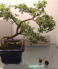 Сѩ  ������