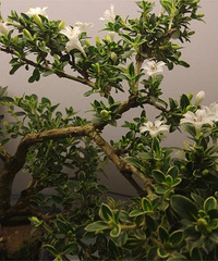 Сѩ  ������