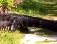 3�׳��������ݡ�����������ȷ�����ǿֲ�Ƭ��