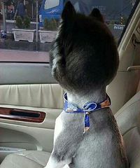 ���� �����һ�ȥ��ô��С�죿