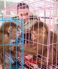 ���Ӿٱ��ɷ���С�� ������һȺ��͡���