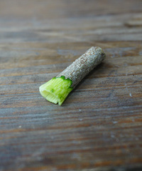 �������������Ŷ