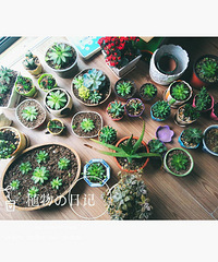 ��ɹ�칫����ֲ�����۵Ķ����