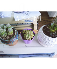 ��ɹ�칫����ֲ�����۵Ķ����