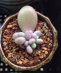 ����ҵ�̫Ư����