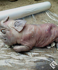 ĸ�����¡�С���С������� ũ���þƽ��ݱ���