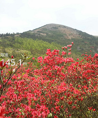 徒步攀登千米高峰 只为了山顶那一片花的惊艳