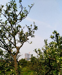 橘花飘香花满园。