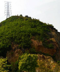 橘花飘香花满园。