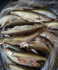 ��ȻС ��ȴ������