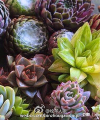 ����ֲ��ʮ��������Ӧͼ������˼��