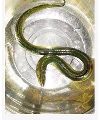 ���Ӹ�ʹ����ȡ��һ������ ҽ������Ӹ��Ž���