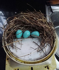 �Ҽҷ���������