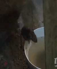 �����ڼ�����ʮֻ���� �ھ��Ǳ�����