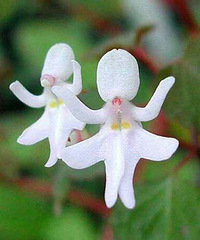 ��Щ�滨������Ǽ��������أ�