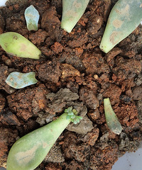 �Ҽҵ��������ڷ�ѿ�ˣ�СС�ĺÿɰ�Ŷ��