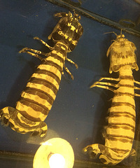 ���汦���ĵ�һ��