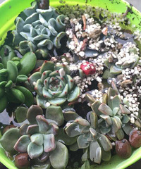 ���������˶�����