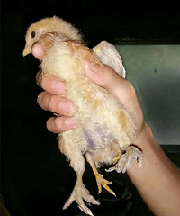 С����ֻ�����ŵģ�����ɣ�