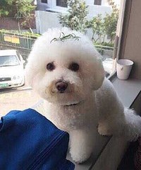 �߸�˧dog�Č�˿�ճ�