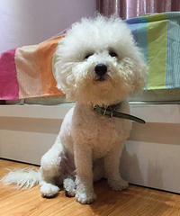 �߸�˧dog�Č�˿�ճ�