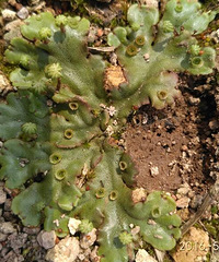 ����ʲô�ݣ��ݸ�좴���