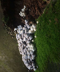 ����ʲô���ࣿ